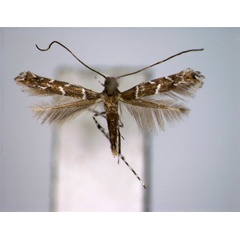 /filer/webapps/moths_gc/media/images/G/geometropis_Systoloneura_A_EIHU.jpg