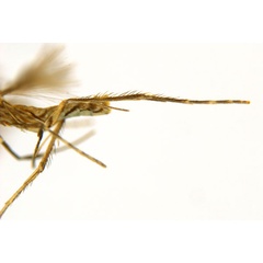 /filer/webapps/moths_gc/media/images/G/glochidia_Diphtheroptila_PT14_leg_ANIC.jpg