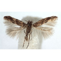 /filer/webapps/moths_gc/media/images/A/acaciella_Phyllonorycter_A_WJDP.jpg