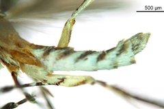Diphtheroptila virosae