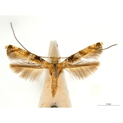 /filer/webapps/moths_gc/media/images/P/panconita_Murwillumba_AF_A14_ANIC.jpg