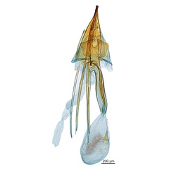 /filer/webapps/moths_gc/media/images/P/philippa_Epicephala_HT_GF_ANIC.jpg