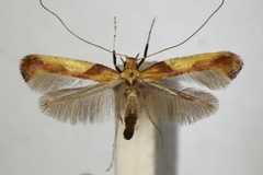 Caloptilia fribergensis