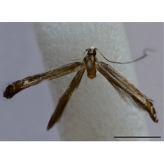 /filer/webapps/moths_gc/media/images/L/lithraeophaga_Vihualpenia_HT_MZUC.jpg