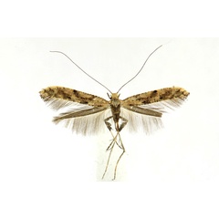 /filer/webapps/moths_gc/media/images/P/populetorum_Caloptilia_A_Knyazev-et-al_2018_265.jpg