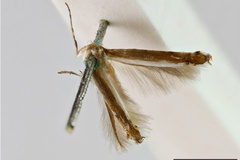 Acrocercops hastigera
