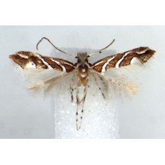 /filer/webapps/moths_gc/media/images/G/grewiaephilos_Phyllonorycter_PT_RMCA.jpg