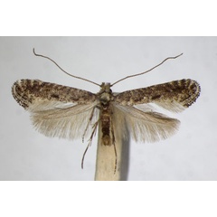 /filer/webapps/moths_gc/media/images/C/carpinella_Parornix_A_ZSM_3.jpg