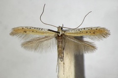 Aspilapteryx tringipennella
