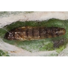 /filer/webapps/moths_gc/media/images/L/labyrinthella_Phyllocnistis_pupa_Kirichenko_-etal_2025_16c.jpg