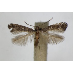 /filer/webapps/moths_gc/media/images/L/latifoliella_Metriochroa_A_ZSM_2.jpg