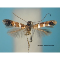 /filer/webapps/moths_gc/media/images/F/fasciata_Cameraria_HT_EIHU.jpg