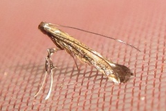 Phodoryctis caerulea