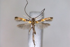 Chrysocercops squamosa