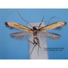 /filer/webapps/moths_gc/media/images/A/aureola_Eucalybites_HT_EIHU.jpg