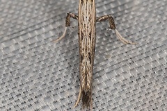 Pleiomorpha virgata