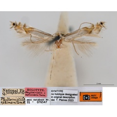 /filer/webapps/moths_gc/media/images/E/ephimera_Phyllocnistis_ST_ANIC.jpg