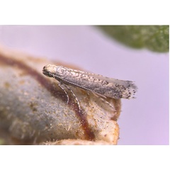 /filer/webapps/moths_gc/media/images/T/tecomae_Angelabella_A_Cerdena_etal_2026_1H.jpg