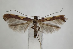 Caloptilia kisoensis