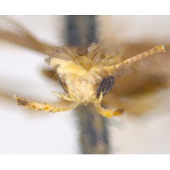 /filer/webapps/moths_gc/media/images/T/thiosema_Caloptilia_HT_head_ANIC.jpg