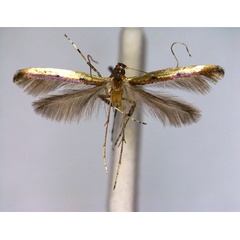 /filer/webapps/moths_gc/media/images/B/bipunctata_Caloptilia_PT_EIHU.jpg