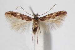 Phyllonorycter acaciella