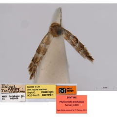 /filer/webapps/moths_gc/media/images/E/enchalcoa_Phyllonorycter_ST5_ANIC.jpg