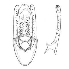 /filer/webapps/moths_gc/media/images/S/subpersea_Phyllocnistis_HT_GM_Davis-et-Wagner_2011_68.jpg