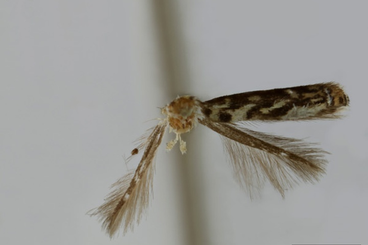/filer/webapps/moths_gc/media/images/A/apicepunctella_Acrocercops_HT_1404567_BMNH.jpg
