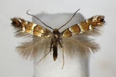 Phyllonorycter klemannella