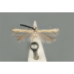 /filer/webapps/moths_gc/media/images/M/maculosa_Cuphodes_PLT_ANIC31-053583_dorsal.jpg