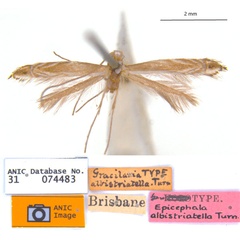 /filer/webapps/moths_gc/media/images/A/albistriatella_Epicephala_LT_ANIC.jpg