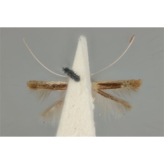 /filer/webapps/moths_gc/media/images/D/didymosticha_Cuphodes_LT_ANIC31-087189_ventral.jpg