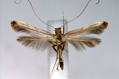 Caloptilia iselaea
