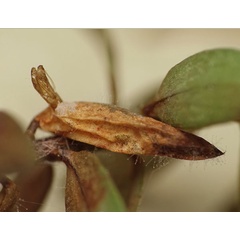 /filer/webapps/moths_gc/media/images/B/berberidella_Phyllonorycter_pupa_Nunes-etal_2026_143.jpg