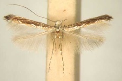 Stomphastis rorkei