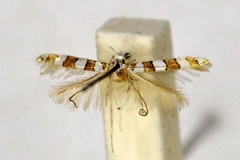 Acrocercops antigrapha