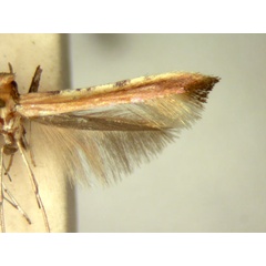 /filer/webapps/moths_gc/media/images/R/rhusina_Caloptilia_HT_TMSA5637.jpg