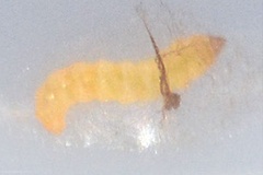 Telamoptilia malvavisci