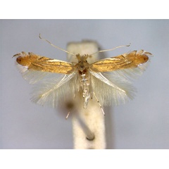 /filer/webapps/moths_gc/media/images/P/parisiella_Phyllonorycter_A_EIHU.jpg