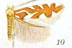 Phyllonorycter insignis