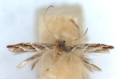 Cameraria zaira
