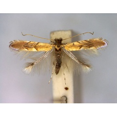 /filer/webapps/moths_gc/media/images/E/extincta_Phyllonorycter_PT_EIHU.jpg