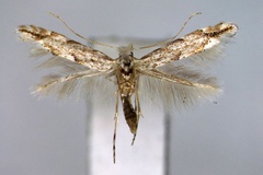Phyllonorycter pastorella