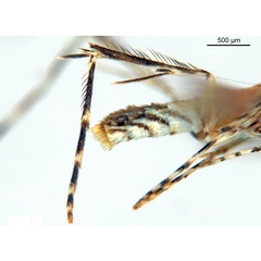 /filer/webapps/moths_gc/media/images/B/breynella_Diphtheroptila_PT1_legs2_ANIC.jpg