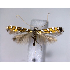 /filer/webapps/moths_gc/media/images/H/hofmanniella_Sauterina_A_EIHU.jpg