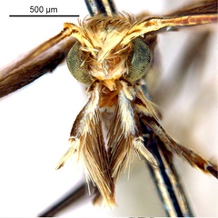 /filer/webapps/moths_gc/media/images/O/oxyloga_Diphtheroptila_AM_head1_NULT025053.jpg