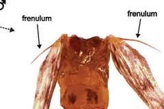 Macrosaccus morrisella