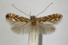 Phyllonorycter klimeschiella