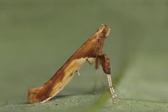 Caloptilia fribergensis